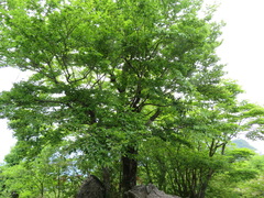 Fagus crenata