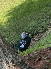 Cairina moschata domestica