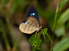 Pierella hortona