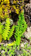 Woodsiaceae