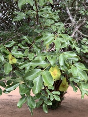 Pterocarpus lucens