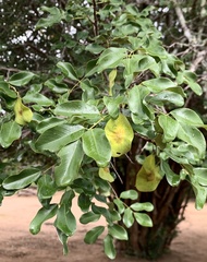 Pterocarpus lucens