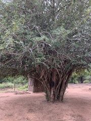 Pterocarpus lucens