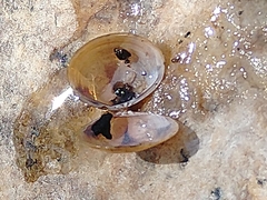 Corbicula largillierti