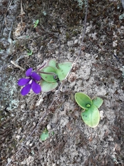 Pinguicula macrophylla