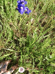 Delphinium menziesii