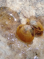 Corbicula largillierti