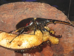 Dynastes hercules