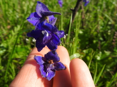 Delphinium menziesii