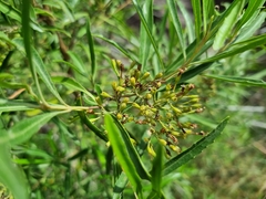 Nuxia oppositifolia