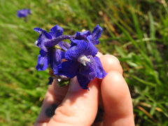 Delphinium menziesii