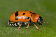 Clytra atraphaxidis