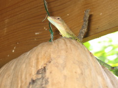 Anolis marmoratus