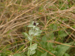 Centaurea sicula