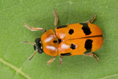 Clytra atraphaxidis