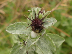Centaurea sicula