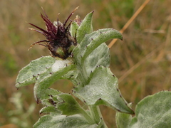Centaurea sicula