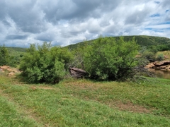 Nuxia oppositifolia
