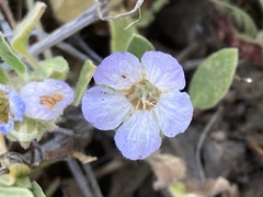 Phacelia divaricata