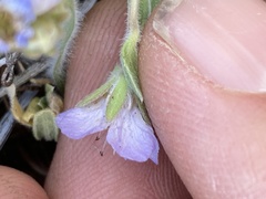 Phacelia divaricata