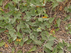 Convolvulus althaeoides