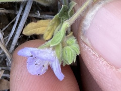 Phacelia divaricata