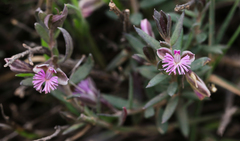 Polygala rupestris