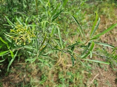 Nuxia oppositifolia