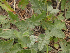 Convolvulus althaeoides