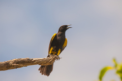 Icterus melanopsis