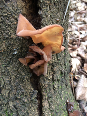 Auricularia auricula-judae