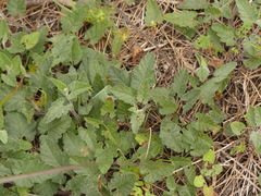 Convolvulus althaeoides