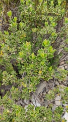 Baccharis tola