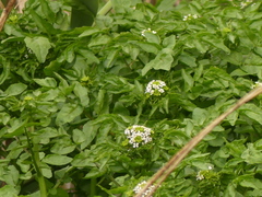 Berula erecta