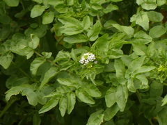 Berula erecta