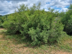 Nuxia oppositifolia