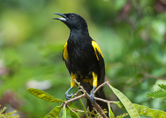 Icterus melanopsis