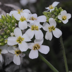 Arabidopsis arenosa arenosa