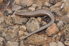 Plestiodon tetragrammus