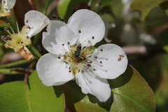 Molorchus bimaculatus corni