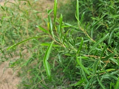 Nuxia oppositifolia