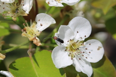 Molorchus bimaculatus corni