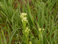 Lepidium draba