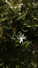Jasminum nervosum