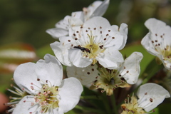 Molorchus bimaculatus corni