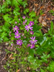 Pericallis steetzii image