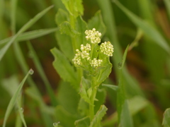 Lepidium draba