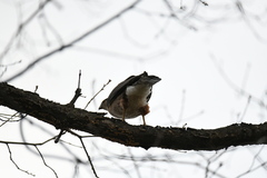 Accipiter cooperii