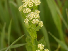 Lepidium draba