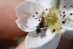 Molorchus bimaculatus corni